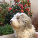 George In Flowers 200804 007 150x150 George