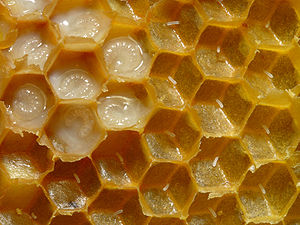Honeycomb of Western honey bees (Apis mellifer...