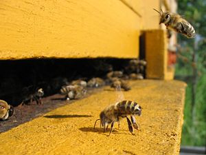 A honeybee on an apiary, spreading feromones t...