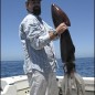 Human Attacks Simon the Squid